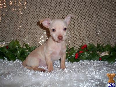 Chihuahua Puppies for Sale